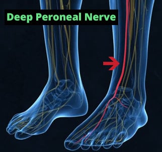 deep peroneal nerve